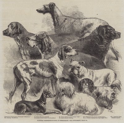 Nationale Hundeausstellung in Birmingham von Harrison William Weir